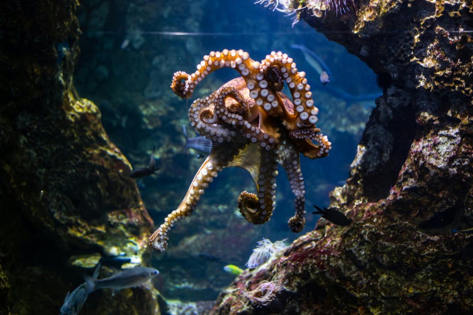Le poulpe animal totem d'Alezzi