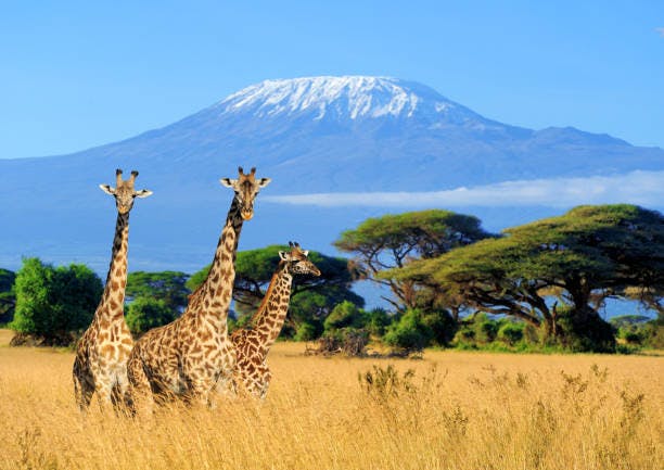 Le Kenya Lance un Nouveau Visa Touristique pour les Nomades Digitaux