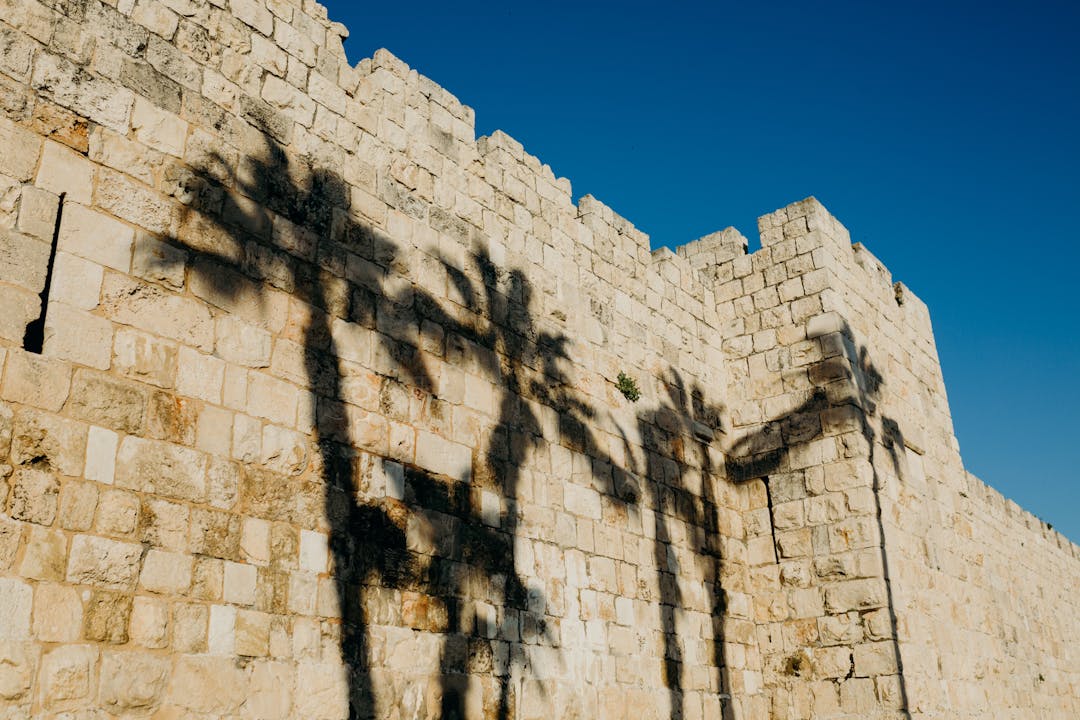 Palm tree shadow