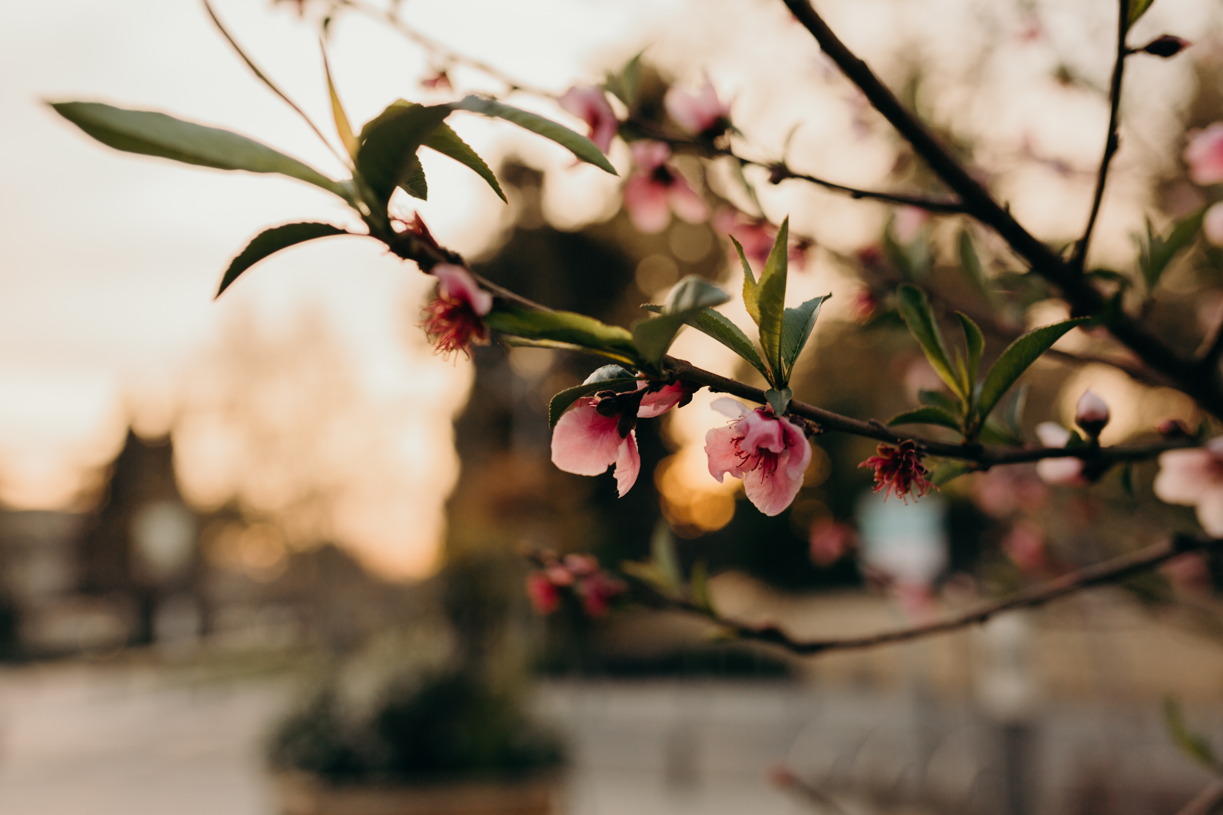 Tree Blossoms