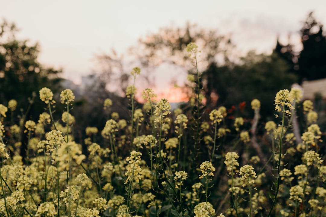 Flowers