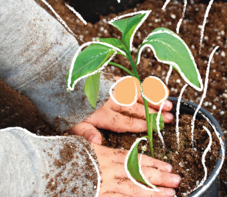 Planting a pot