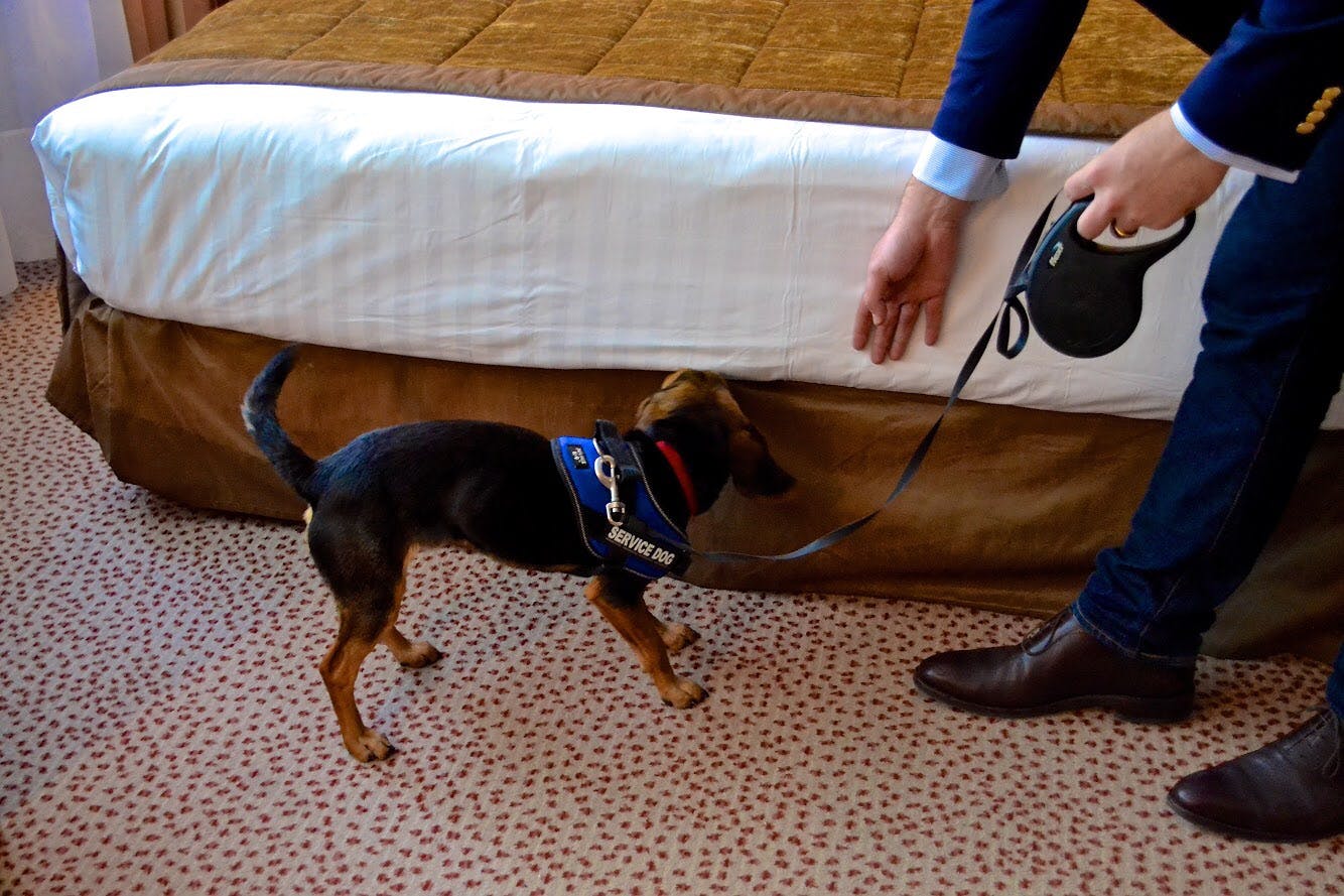 La détection canine des punaises de lit par un chien renifleur