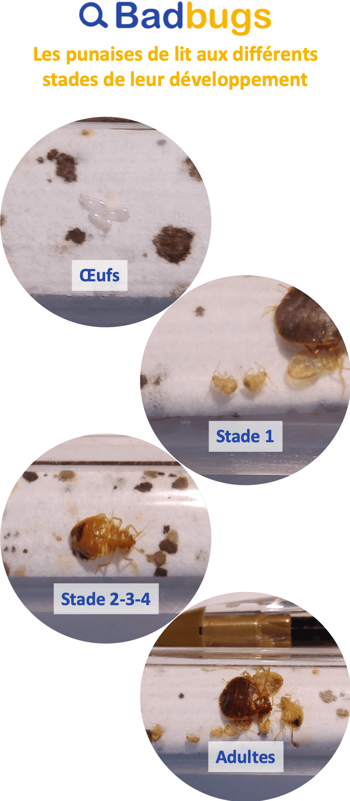 Tuer les punaises de lit avec la terre de diatomée : ce qu'il faut savoir