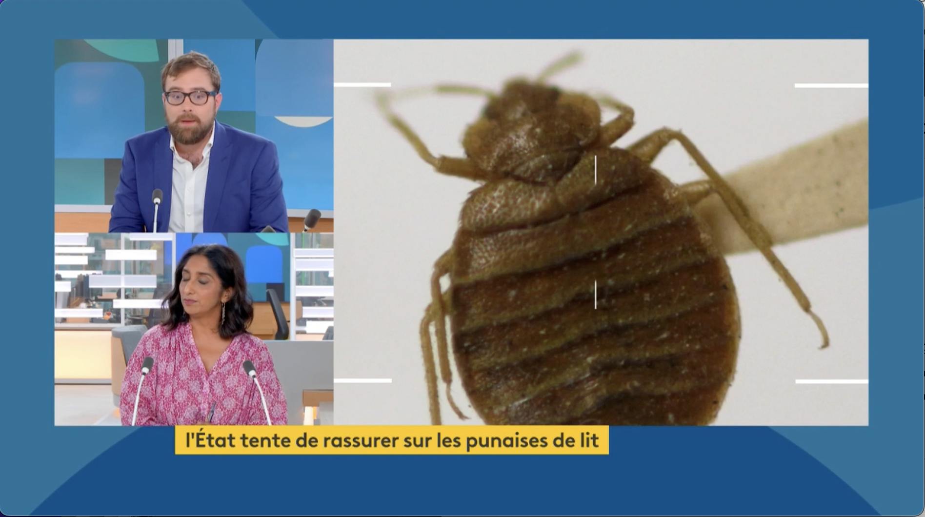 Punaises de lit. Un insecticide toxique et interdit encore en vente en  Gironde, alerte la préfecture
