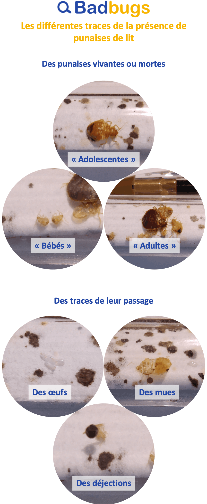 Les différents indices de la présence des punaises de lit, mues, déjections, photo de punaises, punaises adultes, oeufs de puce de lit