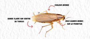 Reconnaitre une blatte germanique