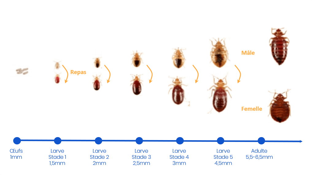 durée incubation punaise de lit, stades de développement punaises de lit