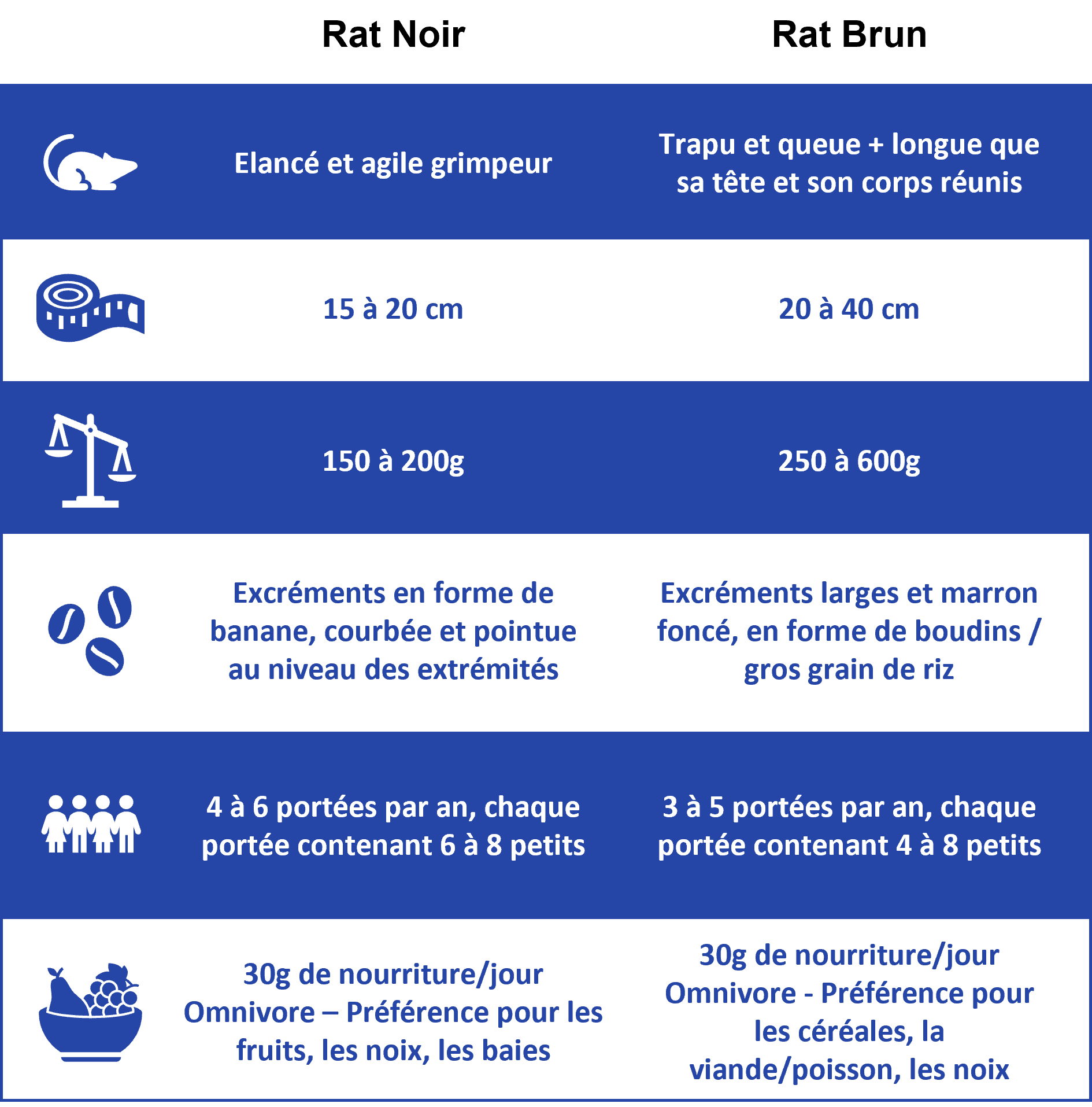 Les caractéristiques du rat brun et du rat noir