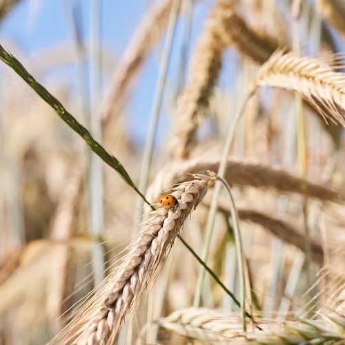 Was ist eigentlich dieses Gluten?