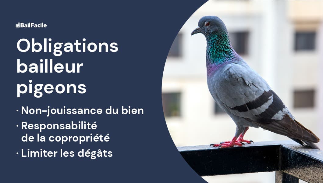 Obligation bailleur pigeons 