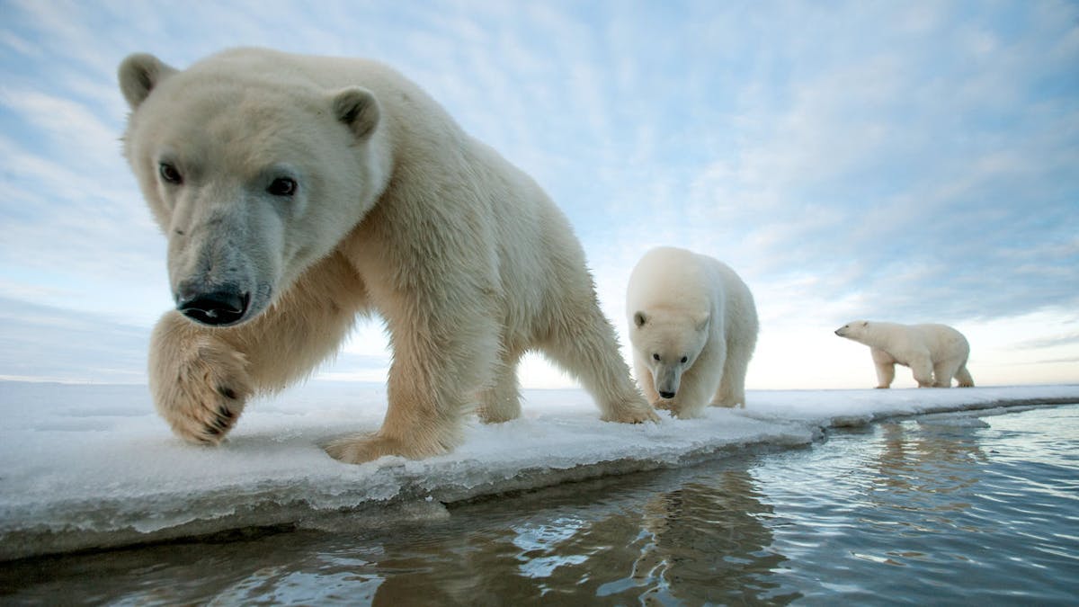 Adorable polar bear pups walking toward the camera at the edge of an ice floe.