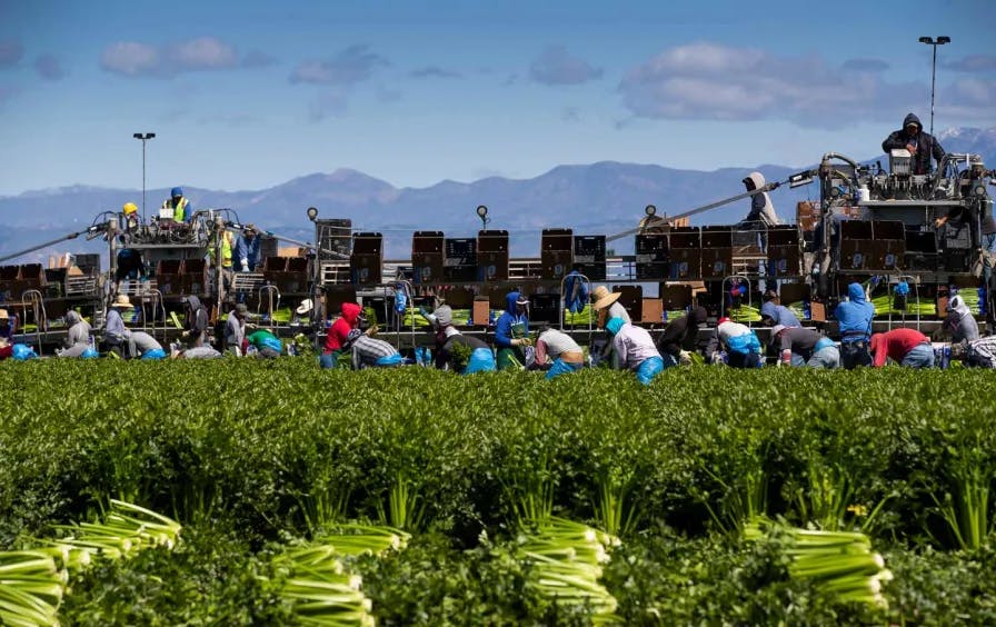 Agricultural workers in Oxnard, Calif., in March 2020.