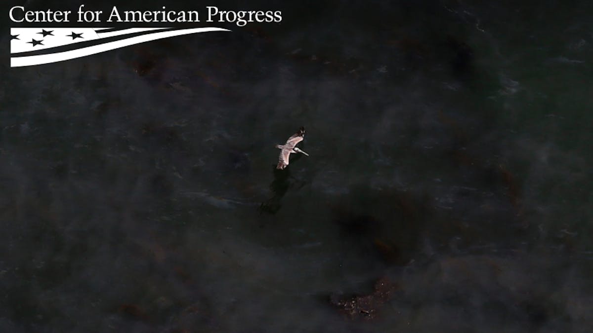 Bird flying over the ocean