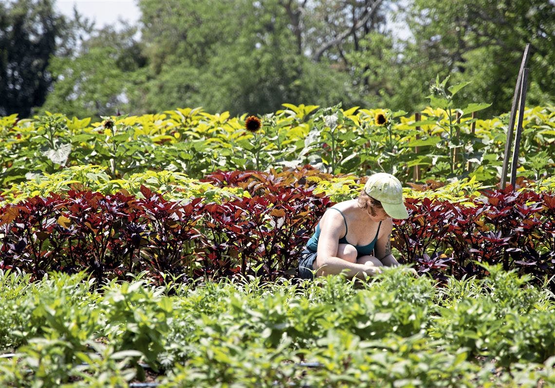 woman working in garden