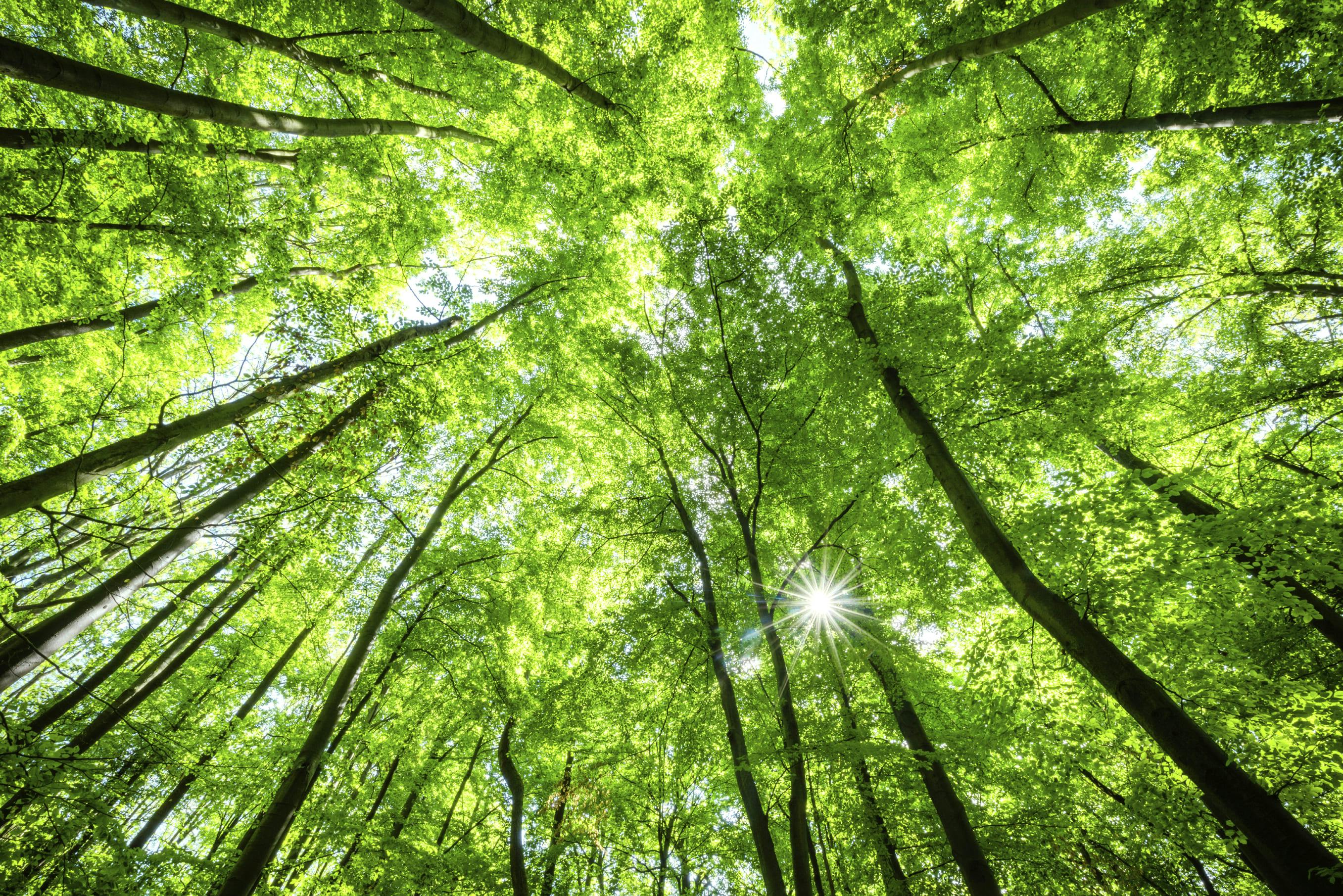 Green trees. Кроны деревьев. Зеленые кроны деревьев. Крона дерева в лесу. Светлые кроны деревья.