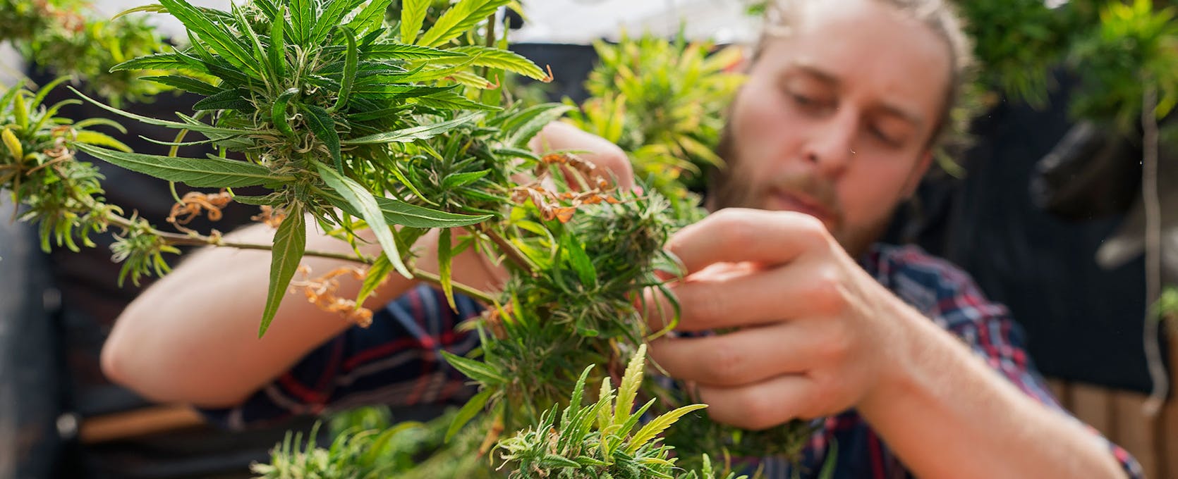 Cannabis farmer tending a plant