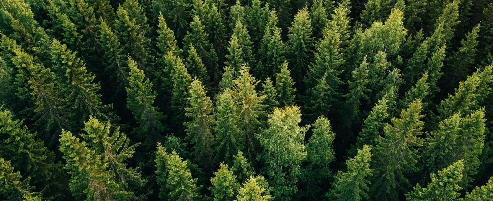 Aerial view of a large forest