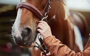 Baker Tilly Capital harnesses partner for English Riding Supply