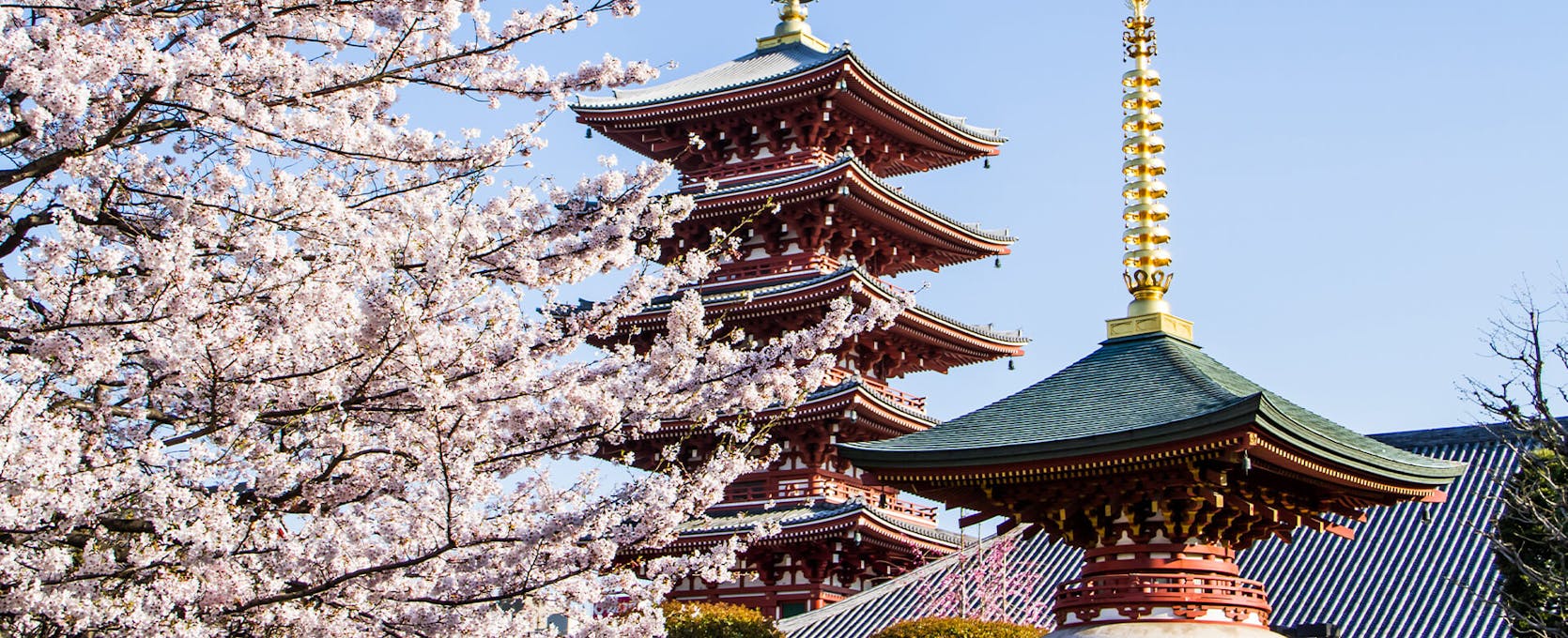 Japanese buildings with cherry blossom trees