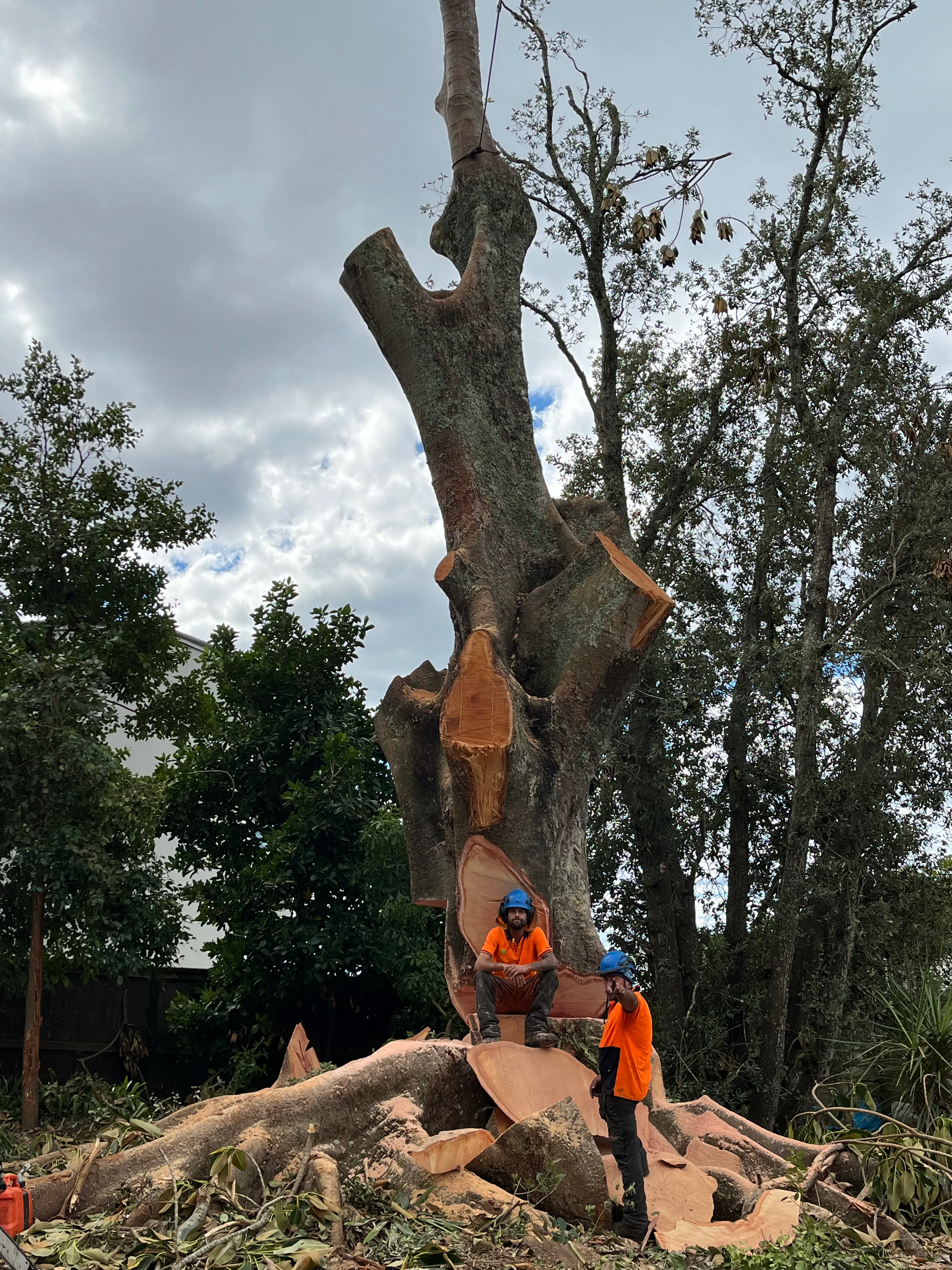 Large tree removal