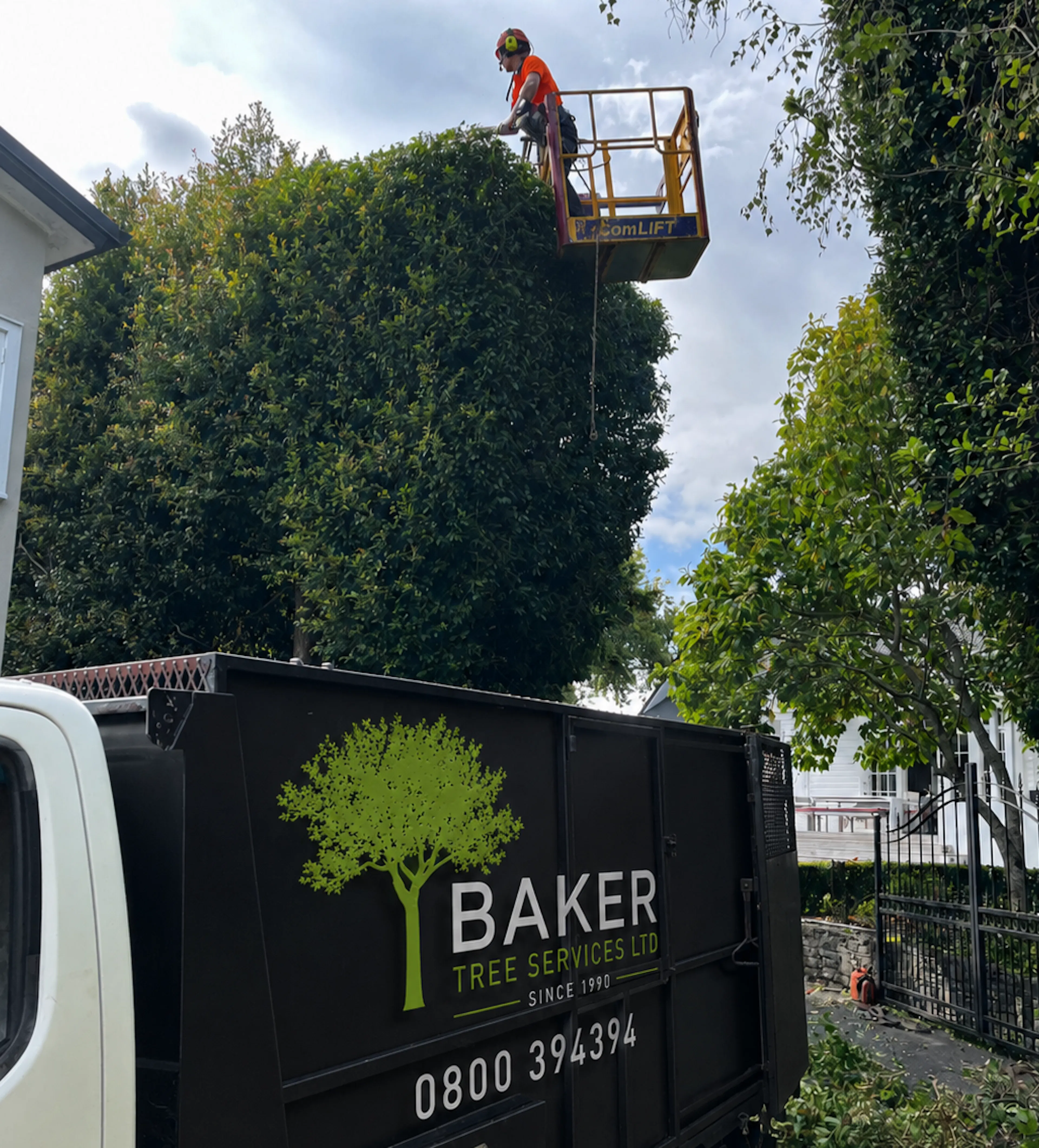 hedge trimming