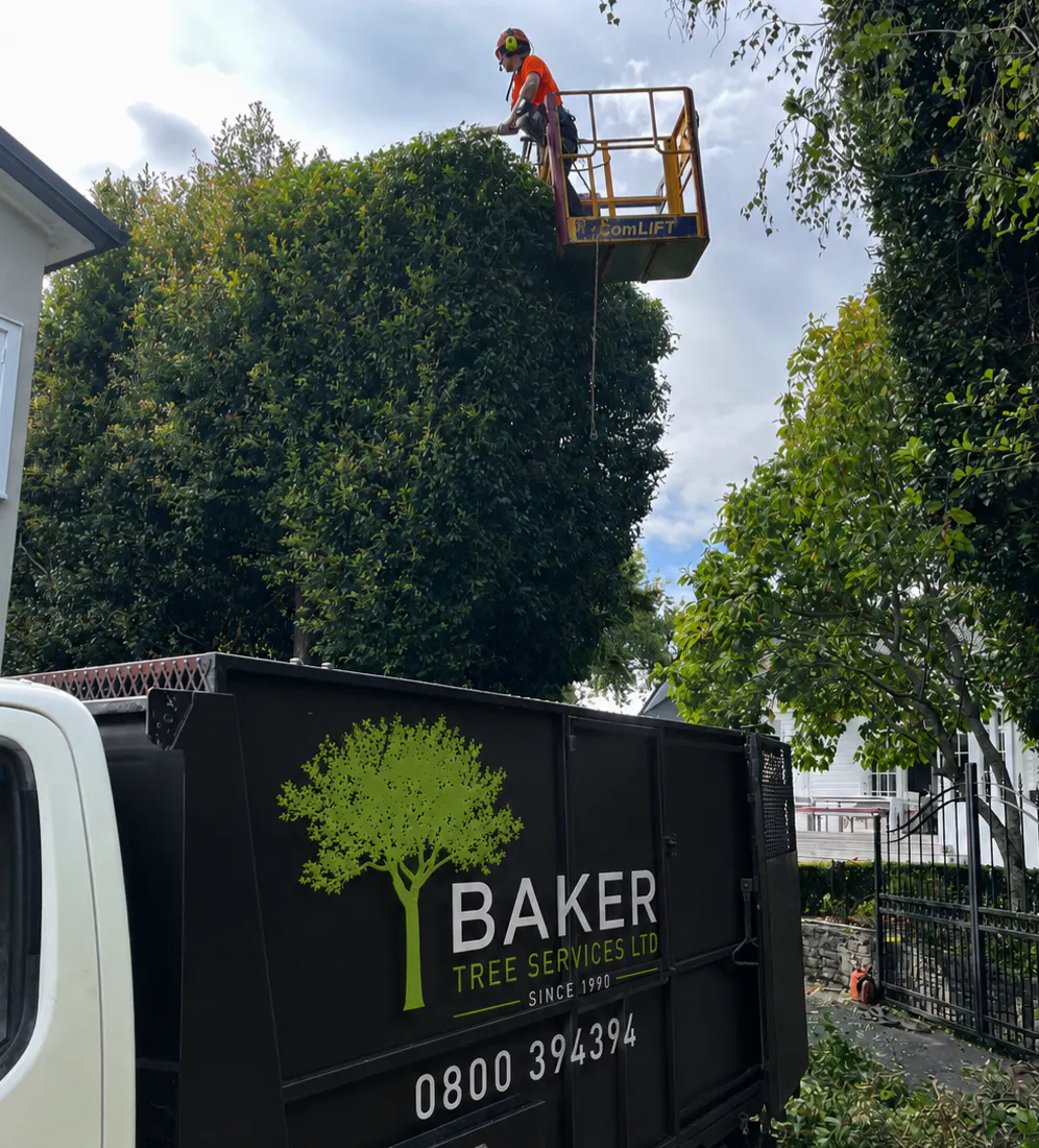 hedge trimming