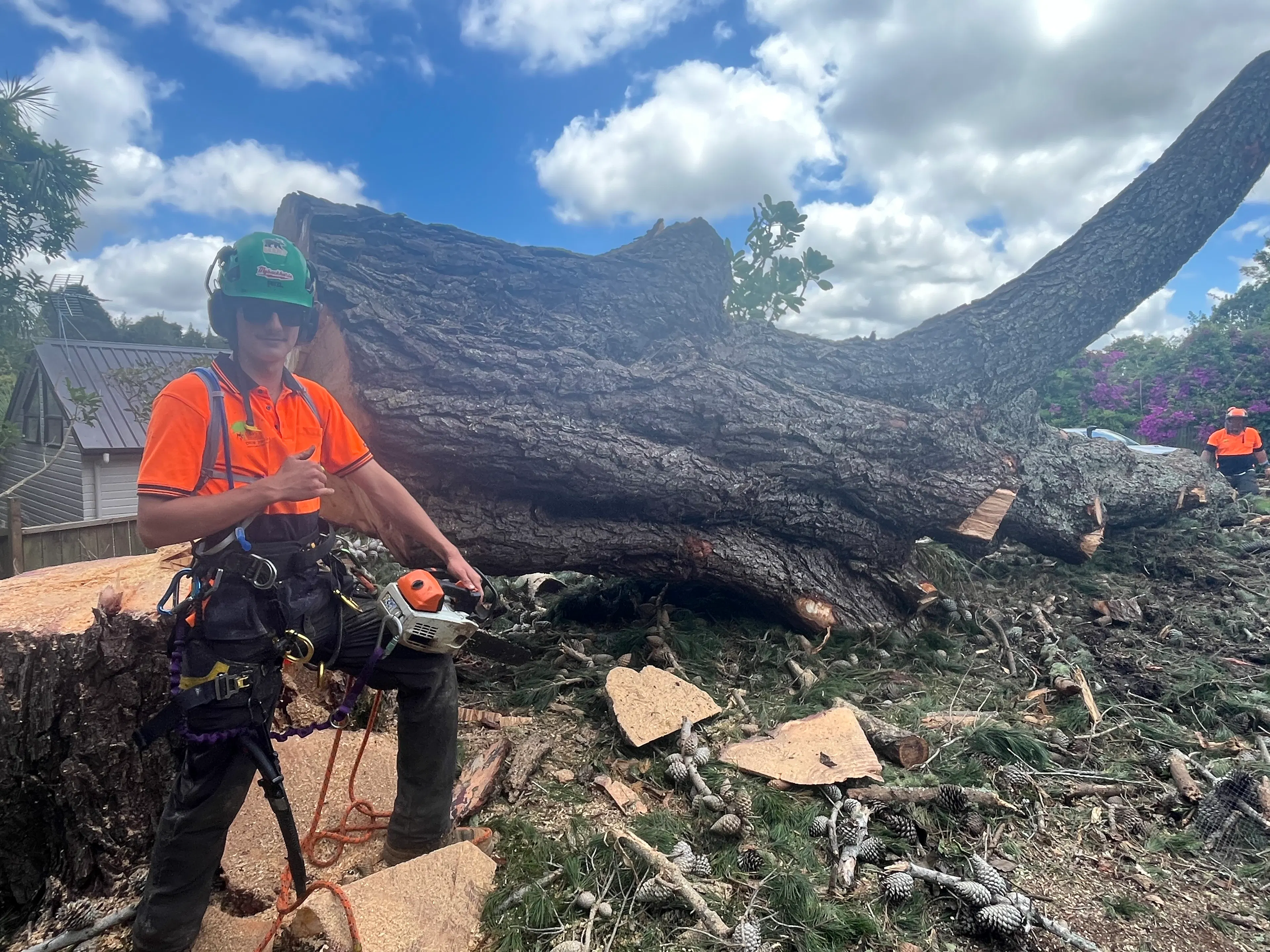 large tree removal Auckland