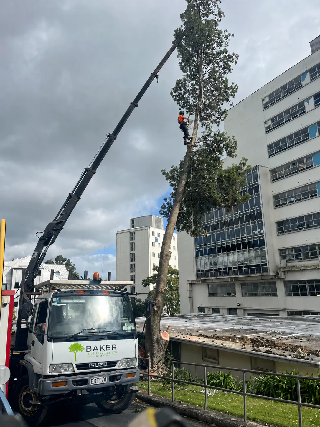 dangerous tree removal Auckland