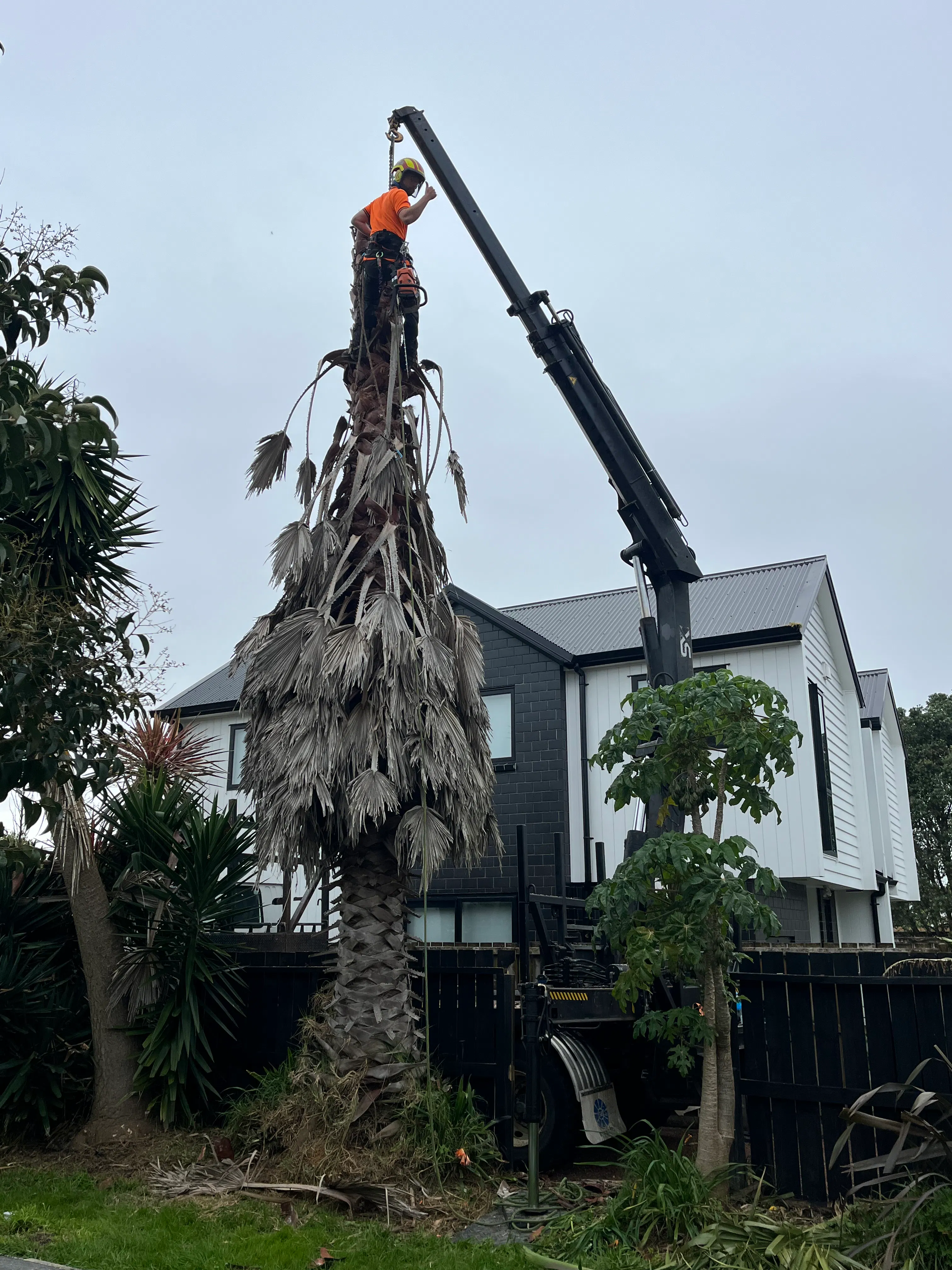 Crane assisted tree removal Auckland