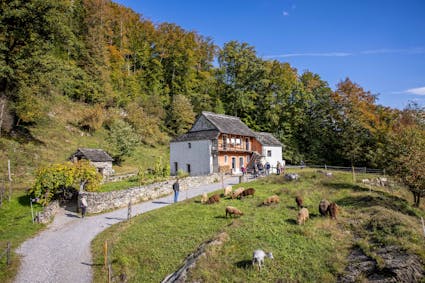 Entdecken Sie im Freilichtmuseum Ballenberg die Schweiz mit allen Sinnen. Hier gniessen ein paar Schafe und Ziegen das Gras vor den Wohnhäusern
aus Cugnasco TI (841).