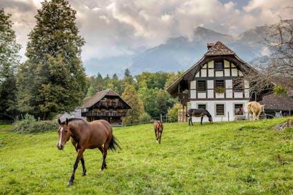 Das idyllische Freilichtmuseum Ballenberg mit Pferden und Kühen vor dem Stöckli aus Detligen / Radelfingen BE (333).