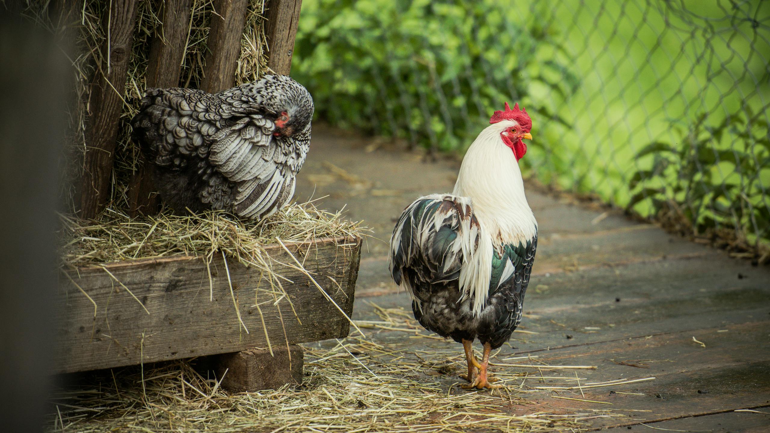 Im Freilichtmuseum Ballenberg gibt es über 200 Bauernhoftiere. Darunter auch verschiedene Rassen von Hühner.