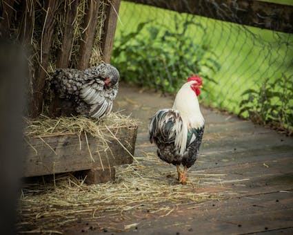 Im Freilichtmuseum Ballenberg gibt es über 200 Bauernhoftiere. Darunter auch verschiedene Rassen von Hühner.