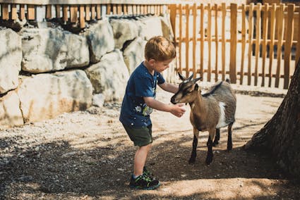 Gehen Sie im Freilichtmuseum Ballenberg auf Tuchfühlung mit unseren Bauernhoftieren. Im Streichelgehege können Ziegen und Ferkel gestreichelt werden.