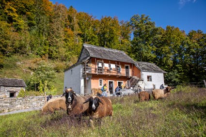 Entdecken Sie im Freilichtmuseum Ballenberg die Schweiz mit allen Sinnen. Hier gniessen ein paar Schafe und Ziegen das Gras vor den Wohnhäusern
aus Cugnasco TI (841).