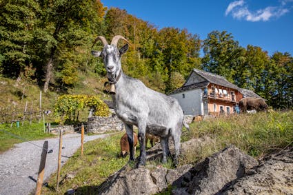 Entdecken Sie im Freilichtmuseum Ballenberg die Schweiz mit allen Sinnen. Hier gniessen ein paar Schafe und Ziegen das Gras vor den Wohnhäusern
aus Cugnasco TI (841).
