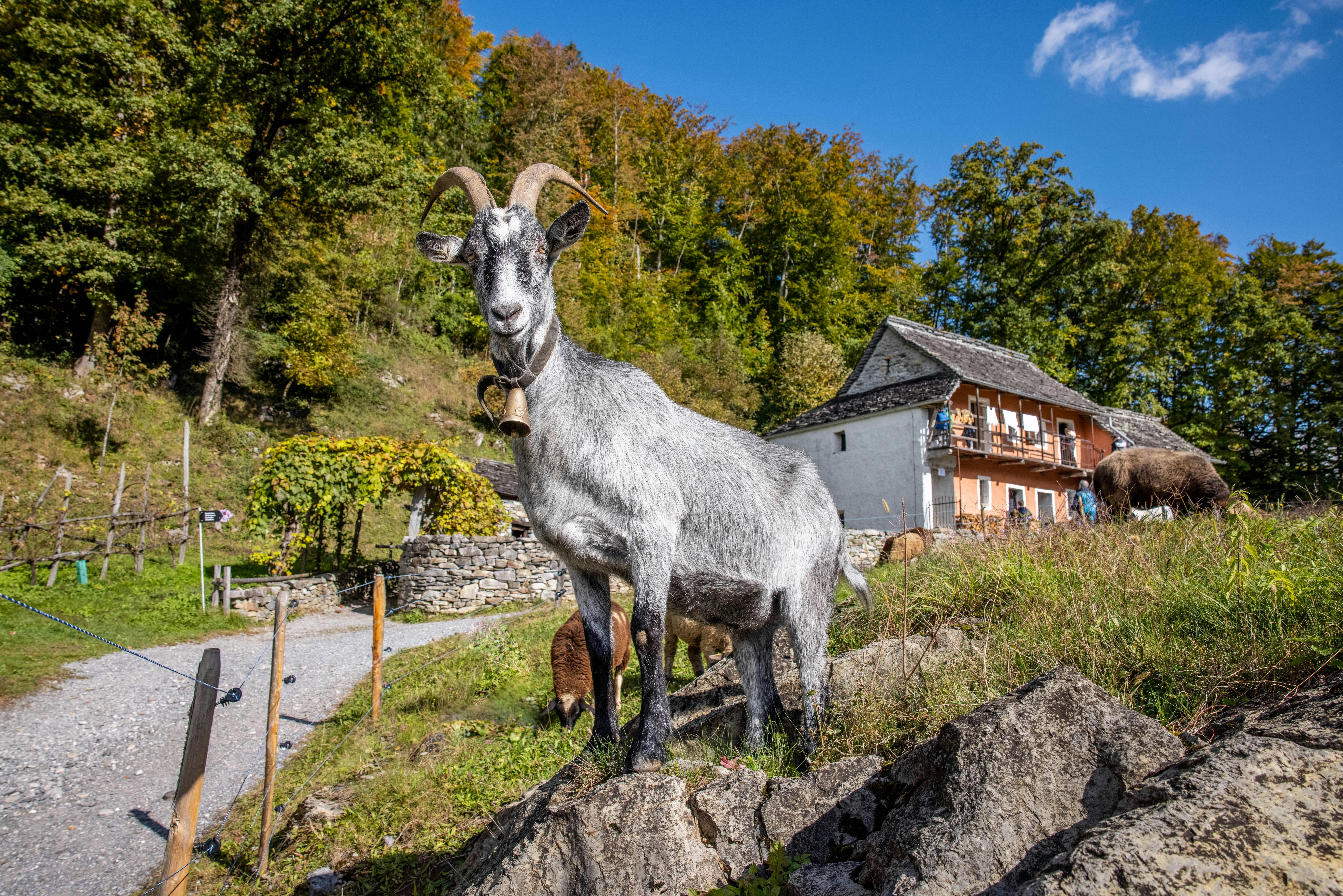 Entdecken Sie im Freilichtmuseum Ballenberg die Schweiz mit allen Sinnen. Hier gniessen ein paar Schafe und Ziegen das Gras vor den Wohnhäusern
aus Cugnasco TI (841).
