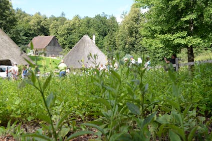 Der grosse Duft- und Heilkräutergarten im Freilichtmuseum Ballenberg.