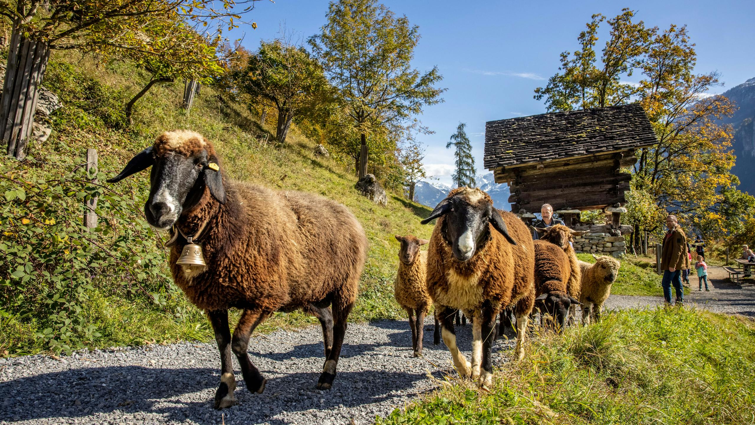 Im Freilichtmuseum Ballenberg sind über 200 Bauernhoftiere zu Gast - auch verschiedene Rassen von Schafen.