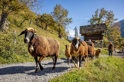 Im Freilichtmuseum Ballenberg sind über 200 Bauernhoftiere zu Gast - auch verschiedene Rassen von Schafen.