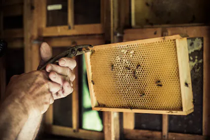 Im Freilichtmuseum Ballenberg werden über 200 Bauernhoftiere und verschiedene Schweizer Tierrassen gezeigt. Auch Bienenvölker beherbergt der Ballenberg.