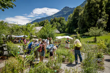 Die Drogistinnen und Drogisten der Stiftung Ballenberg Drogerie bieten jeden Sonntag öffentliche Heilkräuter-Führungen durch den einzigartigen Heilkräuter- und Duftgarten auf dem Ballenberg an.