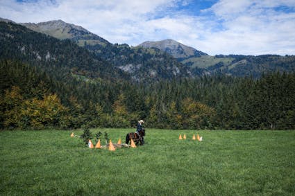 Holzrückem mit Pferden