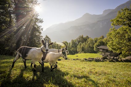 Ziegen im Freilichtmuseum Ballenberg