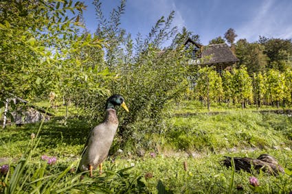 Im Freilichtmuseum Ballenberg gibt es über 200 Bauernhoftiere. Darunter befinden sich auch einige Laufenten.