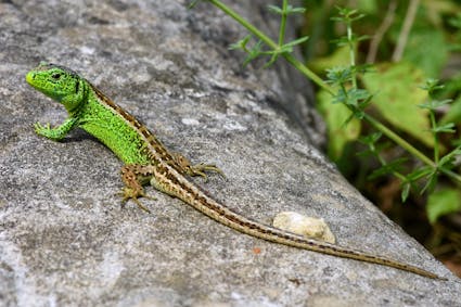 Jahresthema 2026: tierisch vielfältig. Freuen Sie sich auf eine besondere Ballenberg-Saison, die ganz im Zeichen der tierischen Vielfalt steht.