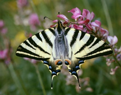Jahresthema 2026: tierisch vielfältig. Freuen Sie sich auf eine besondere Ballenberg-Saison, die ganz im Zeichen der tierischen Vielfalt steht.