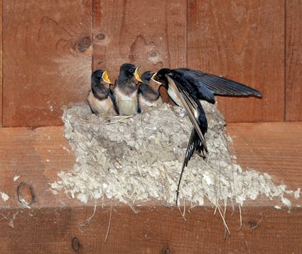 Jahresthema 2026: tierisch vielfältig. Freuen Sie sich auf eine besondere Ballenberg-Saison, die ganz im Zeichen der tierischen Vielfalt steht.