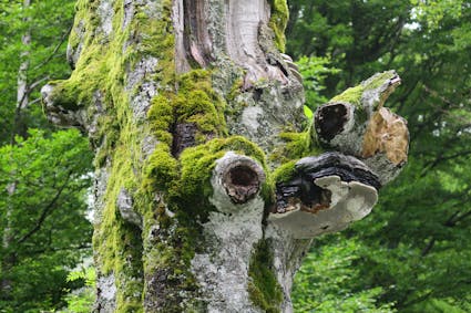 Jahresthema 2026: tierisch vielfältig. Freuen Sie sich auf eine besondere Ballenberg-Saison, die ganz im Zeichen der tierischen Vielfalt steht.